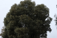 Acacia harpophylla, photograph (c) Greg Tasney, some rights reserved (CC BY-SA)