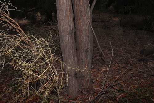 Acacia harpophylla, photograph 6