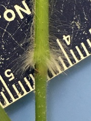 Dichanthelium ravenelii