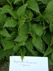 Urtica dioica