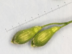 Dichanthelium ravenelii