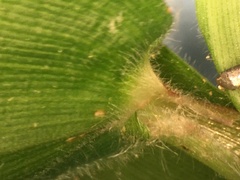 Dichanthelium ravenelii