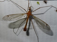 Tipula lunata