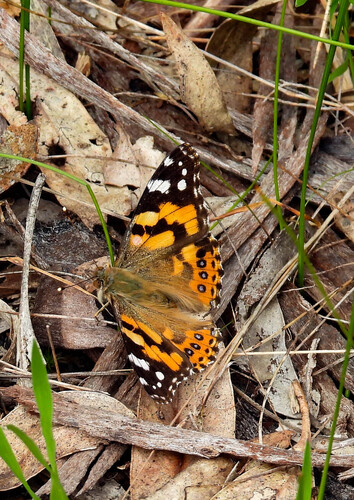 Australian Painted Lady