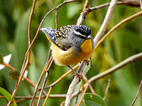 Spotted Pardalote