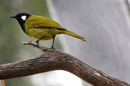 White-eared Honeyeater