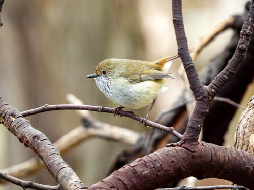 Brown Thornbill
