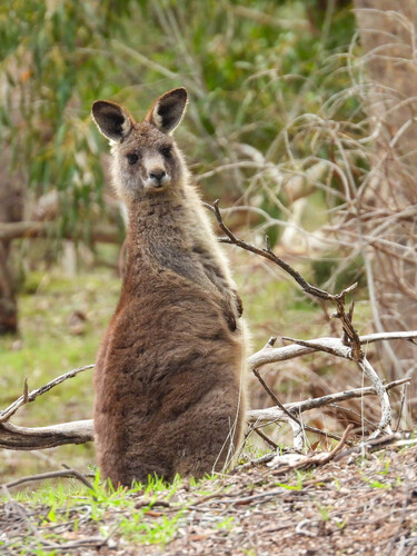 Eastern Grey Kangaroo