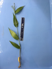 Dichanthelium ravenelii