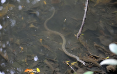 Cerberus schneiderii