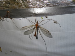 Tipula lunata