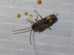 Malthodes marginatus