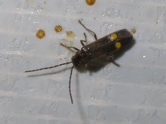 Malthodes marginatus