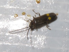 Malthodes marginatus