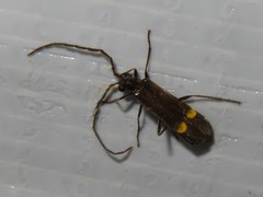 Malthodes marginatus