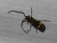 Malthodes marginatus