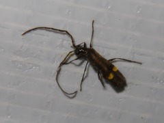 Malthodes marginatus