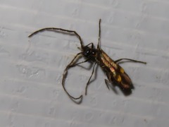 Malthodes marginatus