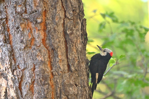 iNaturalist observation photo of White-headed Woodpecker