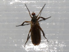 Rhamphomyia barbata