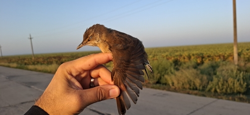 Great Reed Warbler