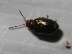 Crepidodera aurata