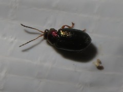 Crepidodera aurata