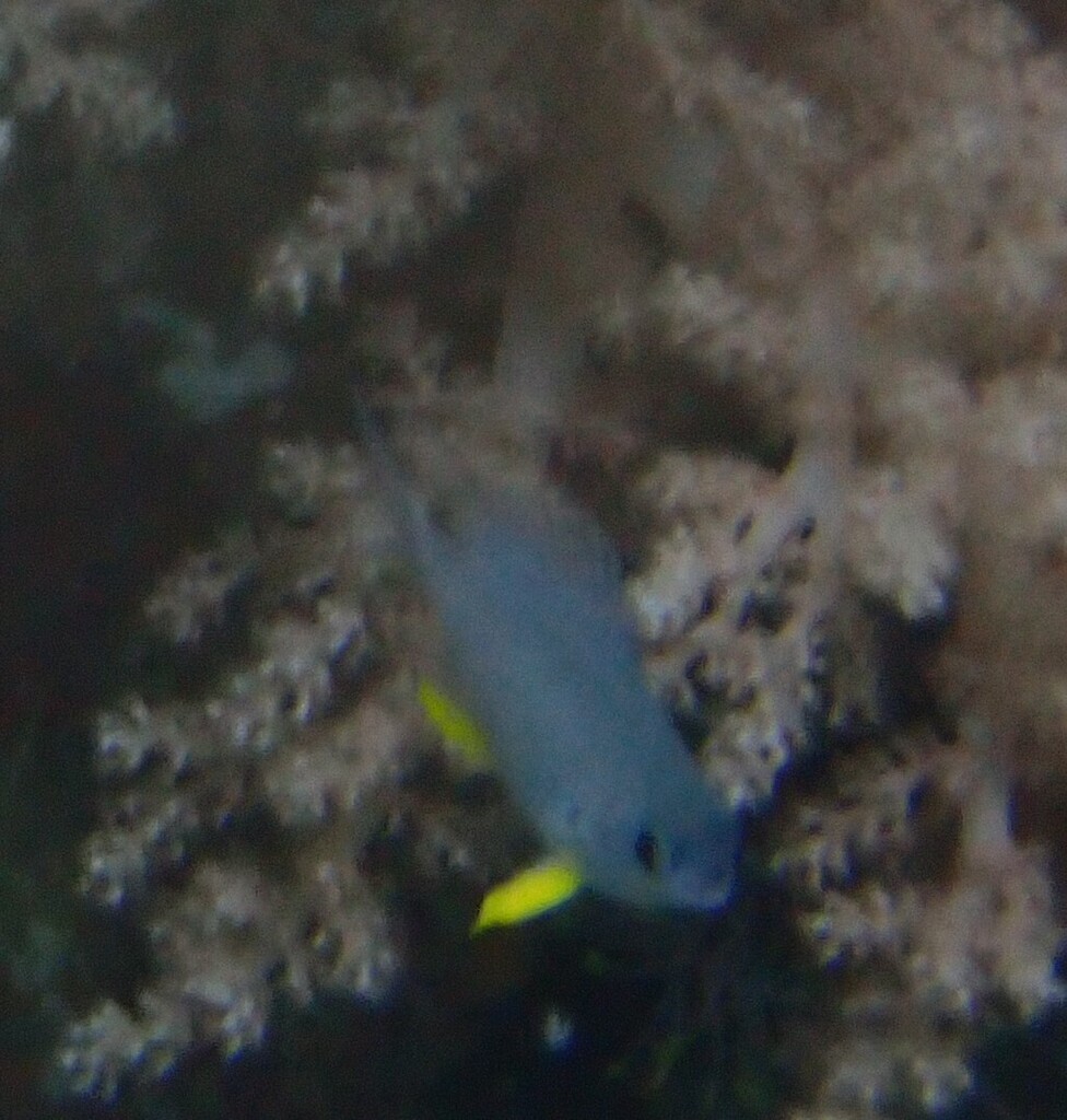 Whitebelly damselfish