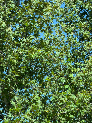 Platanus wrightii, photograph 6