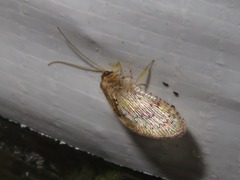 Hemerobius lutescens