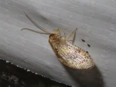 Hemerobius lutescens