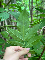 Tatyana Petrenko, CC BY, iNaturalist via GBIF Sambucus kamtschatica, photograph Tatyana Petrenko, CC BY, iNaturalist via GBIF