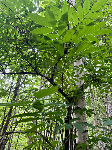 Sambucus kamtschatica, photograph 1