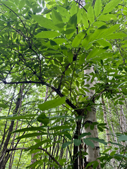 Tatyana Petrenko, CC BY, iNaturalist via GBIF Sambucus kamtschatica, photograph Tatyana Petrenko, CC BY, iNaturalist via GBIF