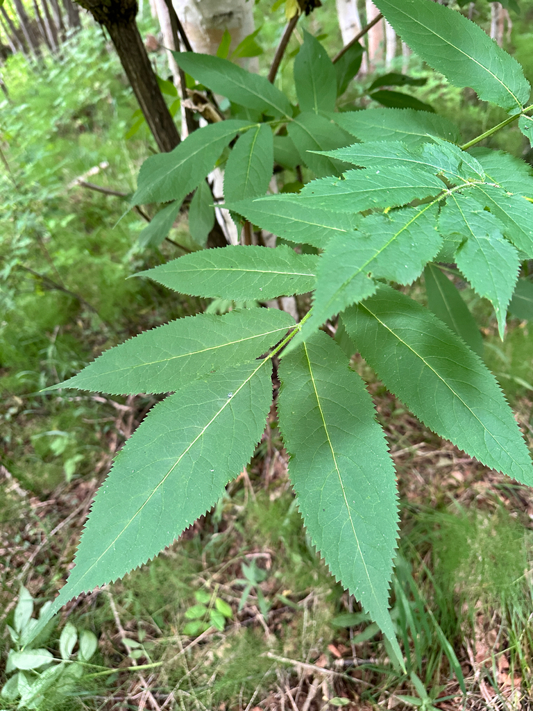 Sambucus kamtschatica; photograph Tatyana Petrenko, CC BY, iNaturalist via GBIF