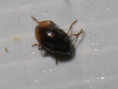 Hippuriphila modeeri