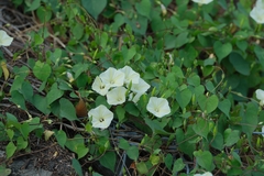 Ipomoea obscura, photograph (c) Yu-Huang Wang, some rights reserved (CC BY)