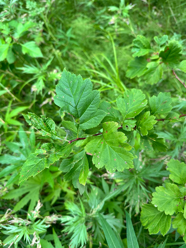 Crataegus chlorosarca, photograph 1