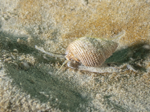 Nassarius perpinguis, 2026-08-23