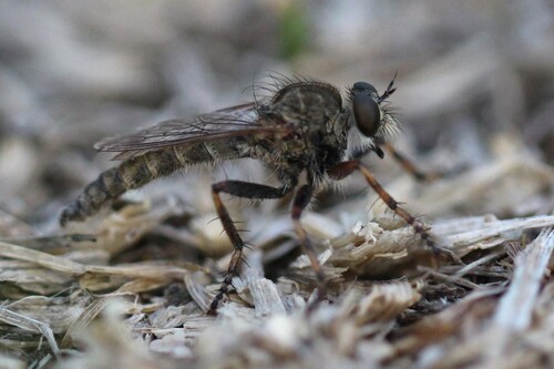 brown heath robberfly