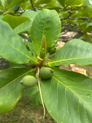 Almendro (Terminalia catappa)