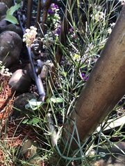 Asclepias verticillata