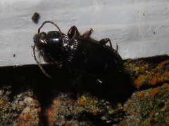 Pterostichus vernalis