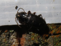 Pterostichus vernalis