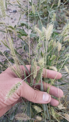 Green Bristle Grass