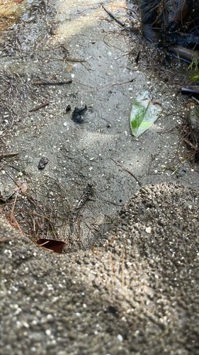 Barred Mudskipper