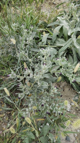 Brown Monkwort