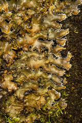 Peltigera elisabethae