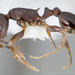 Nevada Acorn Ant - Photo (c) California Academy of Sciences, 2000-2010, some rights reserved (CC BY-NC-SA)