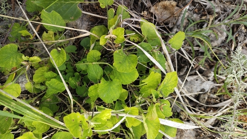 Viola rupestris, photograph 3